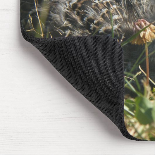 Eastern Wild Turkey Poult Chick Muismat (Hoek)