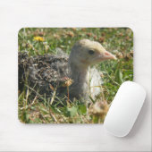 Eastern Wild Turkey Poult Chick Muismat (Met muis)