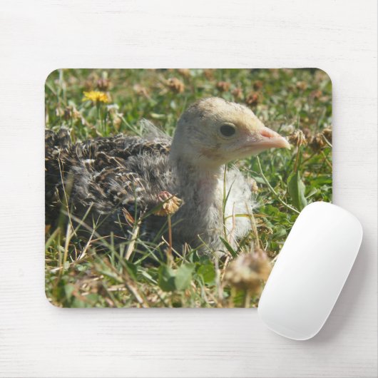 Eastern Wild Turkey Poult Chick Muismat (Met muis)
