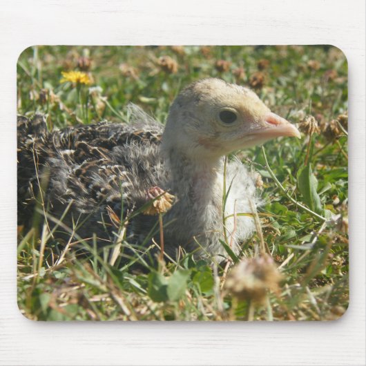 Eastern Wild Turkey Poult Chick Muismat (Voorkant)
