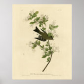 Eastern Wood Pewee van de Amerikaanse vogels van A Poster (Voorkant)