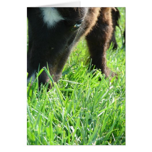 Eatgras Birthday (Voorkant)