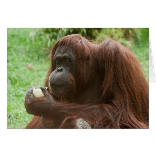 Eating Orangutan (Voorkant Horizontaal)