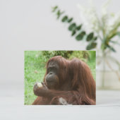 Eating Orangutan Briefkaart (Staand voorkant)