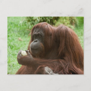 Eating Orangutan Briefkaart
