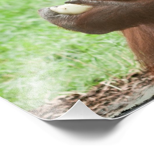 Eating Orangutan Foto Afdruk (Hoek)