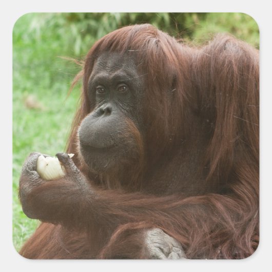 Eating Orangutan Vierkante Sticker (Voorkant)