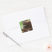 Eating Orangutan Vierkante Sticker (Envelop)