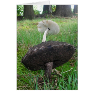 Ebbenhout en Ivoren Paddenstoelen