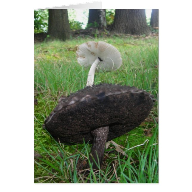 Ebbenhout en Ivoren Paddenstoelen (Voorkant)