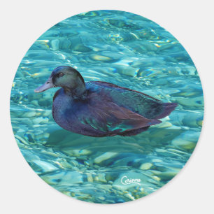 Ebony Duck - Envelop Stickers