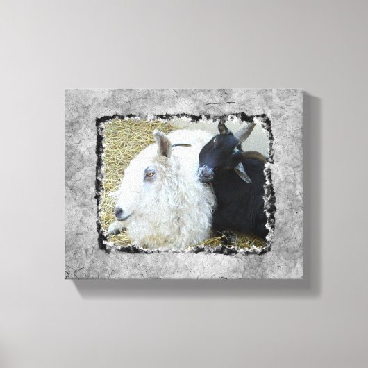 Ebony en Ivory Goat Buddies Canvas Afdruk (Voorkant)