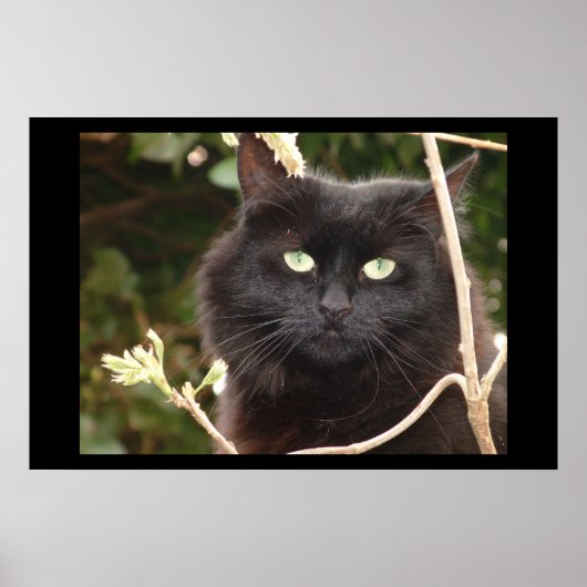 Ebony Poster (Voorkant)