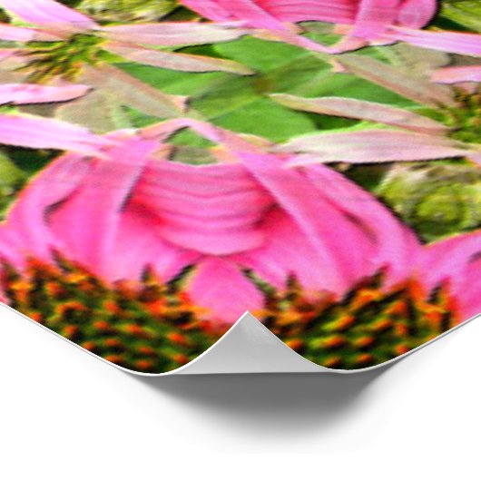  Echanicea..... Poster (Hoek)