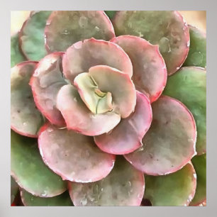 Echeveria Cactus Succulent Acrylverf Poster