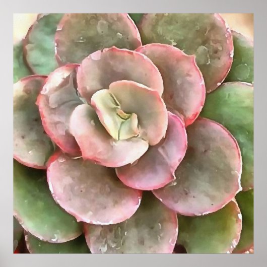 Echeveria Cactus Succulent Acrylverf Poster (Voorkant)