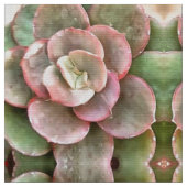 Echeveria Cactus Succulent Acrylverf Stof (Close Up)
