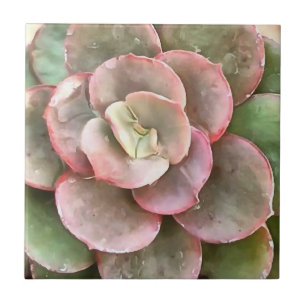 Echeveria Cactus Succulent Acrylverf Tegeltje
