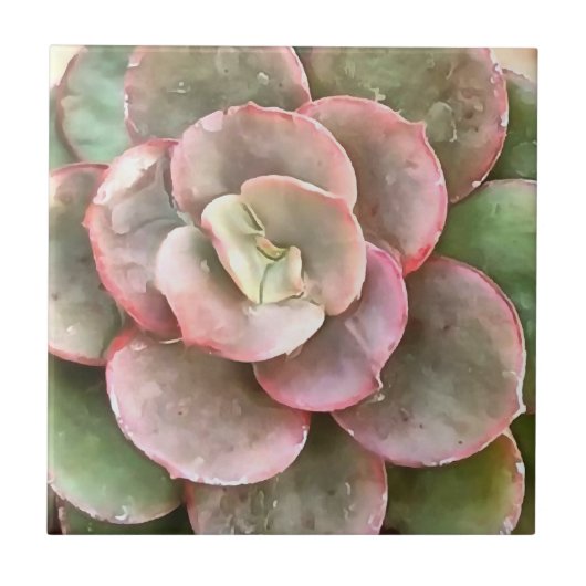 Echeveria Cactus Succulent Acrylverf Tegeltje (Voorkant)