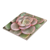 Echeveria Cactus Succulent Acrylverf Tegeltje (Zijkant)