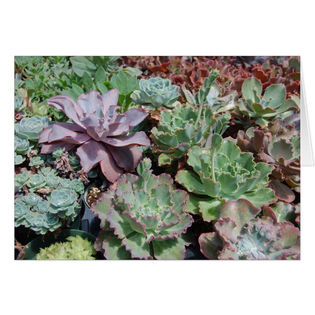 Echeveria Card (Voorkant Horizontaal)