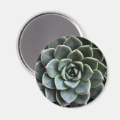 Echeveria Fabiola Magnet (Voorkant / Achterkant)