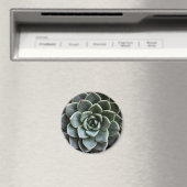 Echeveria Fabiola Magnet (Insitu (Vaatwasser))