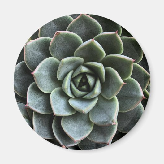 Echeveria Fabiola Magnet (Voorkant)