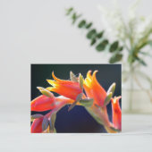 Echeveria hen en cichorei bloemen briefkaart (Staand voorkant)