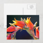 Echeveria hen en cichorei bloemen briefkaart (Voorkant / Achterkant)