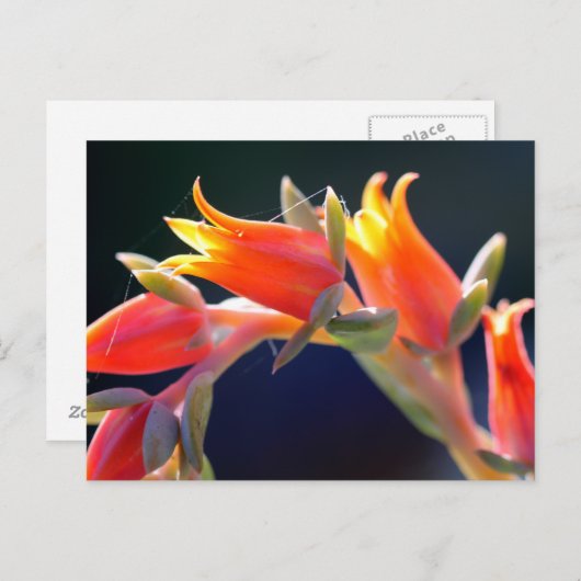 Echeveria hen en cichorei bloemen briefkaart (Voorkant / Achterkant)
