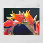 Echeveria hen en cichorei bloemen briefkaart (Voorkant)