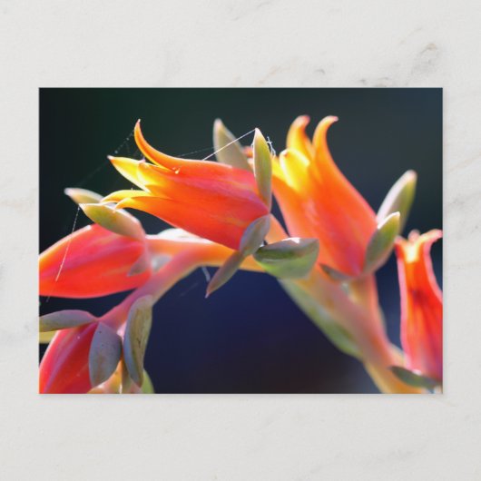 Echeveria hen en cichorei bloemen briefkaart (Voorkant)