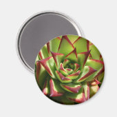 Echeveria magneet (Voorkant / Achterkant)