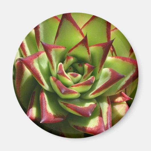 Echeveria magneet (Voorkant)