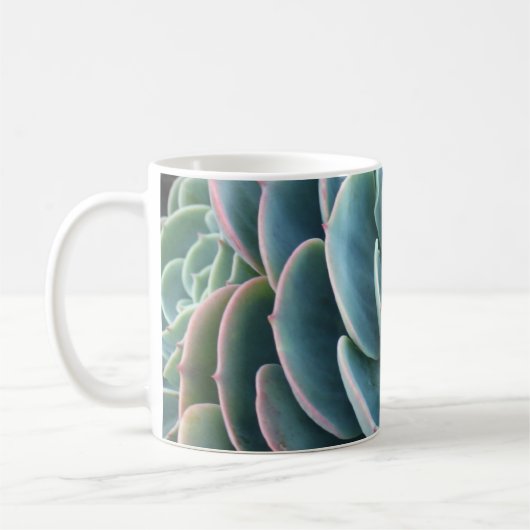 Echeveria mok koffie (Links)