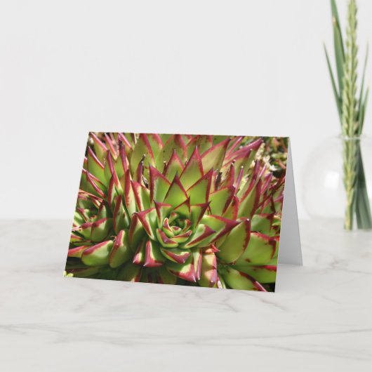 Echeveria notecard kaart (Voorkant)