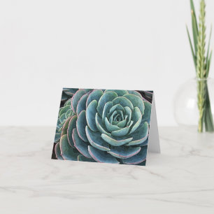 Echeveria notecard kaart