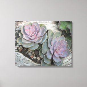 Echeveria op drijfhout verpakt canvas afdruk