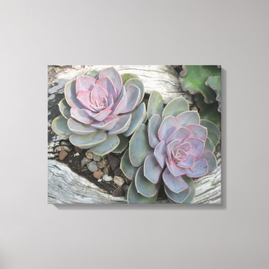 Echeveria op drijfhout verpakt canvas afdruk (Voorkant)