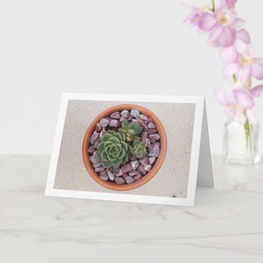 Echeveria Purpusorum, Succulent Plant Kaart (Orchidee)