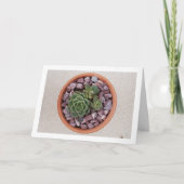Echeveria Purpusorum, Succulent Plant Kaart (Voorkant)