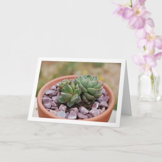 Echeveria Purpusorum, vetplant Kaart (Orchidee)