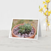 Echeveria Purpusorum, vetplant Kaart (Gele Bloem)