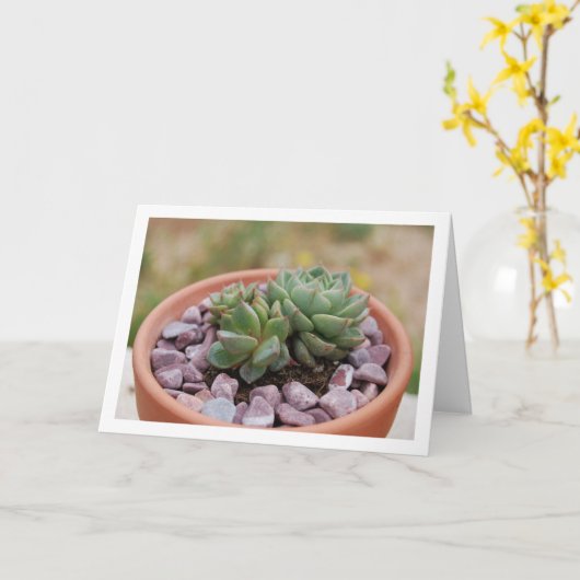 Echeveria Purpusorum, vetplant Kaart (Gele Bloem)