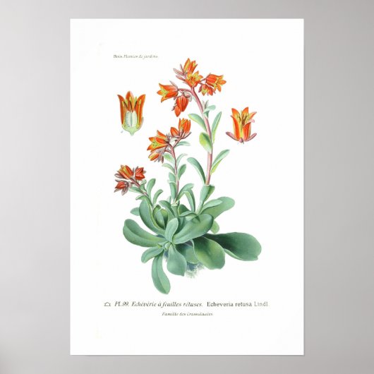 Echeveria retusa poster (Voorkant)