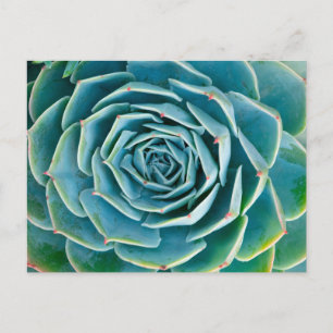 Echeveria rozet, Geheimtuin van Marrakech Briefkaart