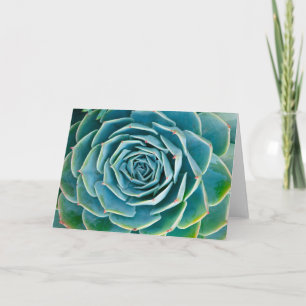 Echeveria Rozet, Geheimtuin van Marrakech Kaart
