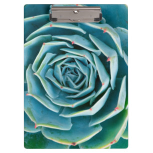 Echeveria rozet, Geheimtuin van Marrakech Klembord