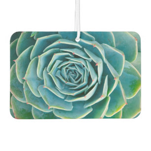Echeveria rozet, Geheimtuin van Marrakech Luchtverfrisser